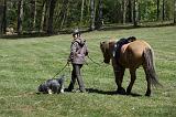SCHAPENDOES ET CHEVAL 053